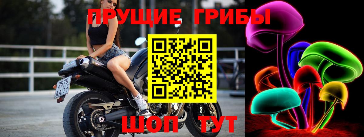Губкин  Галлюциногенные грибы Psilocybine cubensis  Вход с VPN 